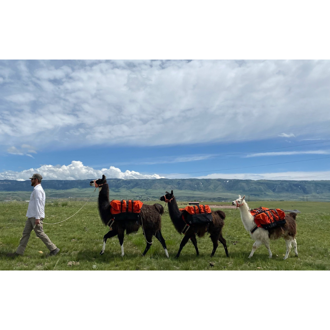 BigHorn Pack Llama Guided Fishing Trip for Two